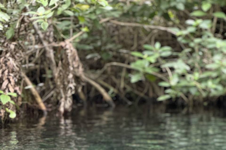 Manglar