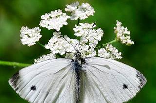 Mariposas