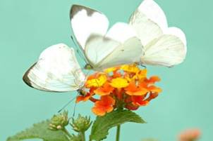 Mariposas al Aire