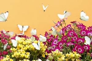 Conjunto de mariposas volando