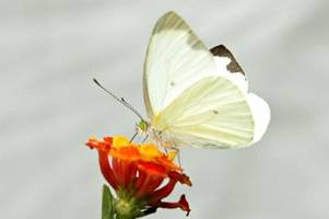 Mariposa blanca con negro