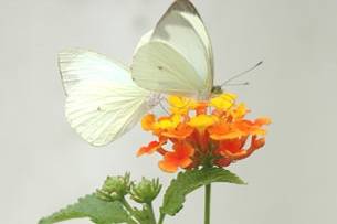 Mariposa blanca posada en una flor