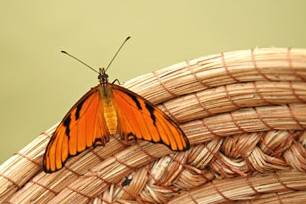 Mariposa posada en canastilla