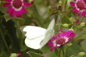 Mariposa posada en flor rosada