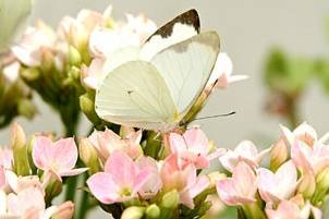 Mariposa posada en flores rosas