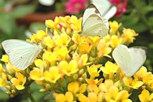 Mariposas en contraste con flores