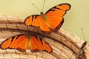 Mariposas naranjas