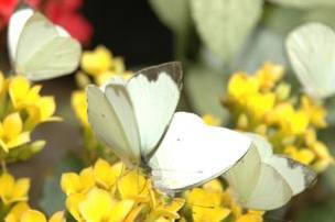 Mariposas posadas en flores amarillas