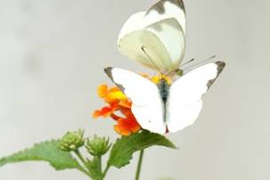 Pareja de mariposas blancas