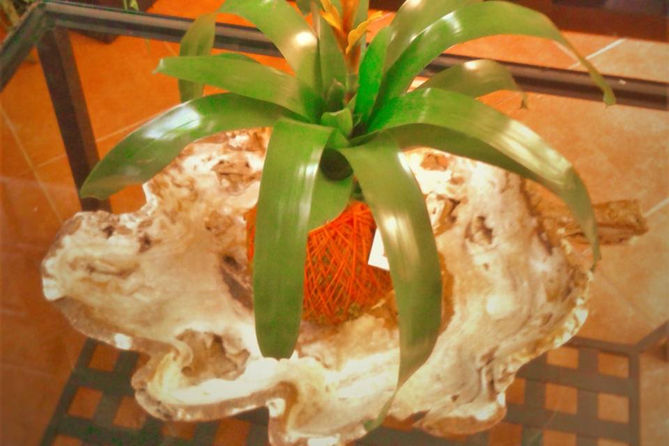 Bromelia