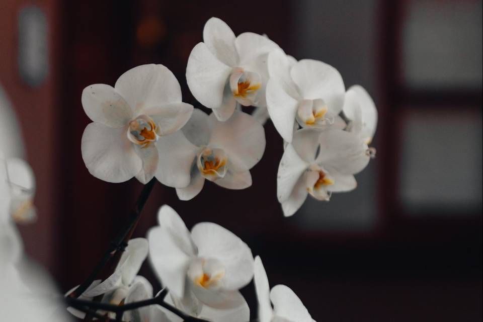 Orquídeas en amsd