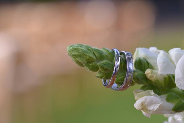 Anillos