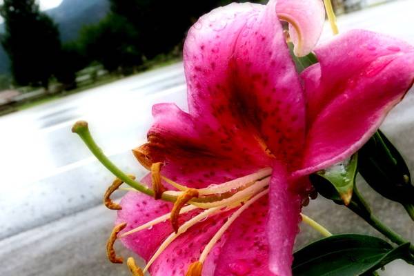 Flor de Colorado