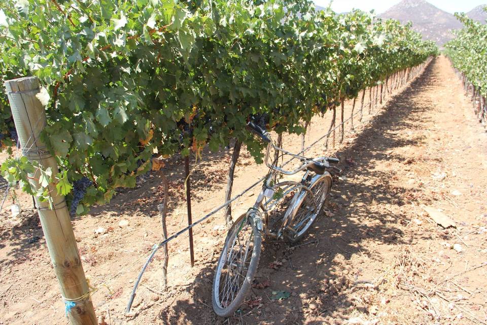 Viñedo