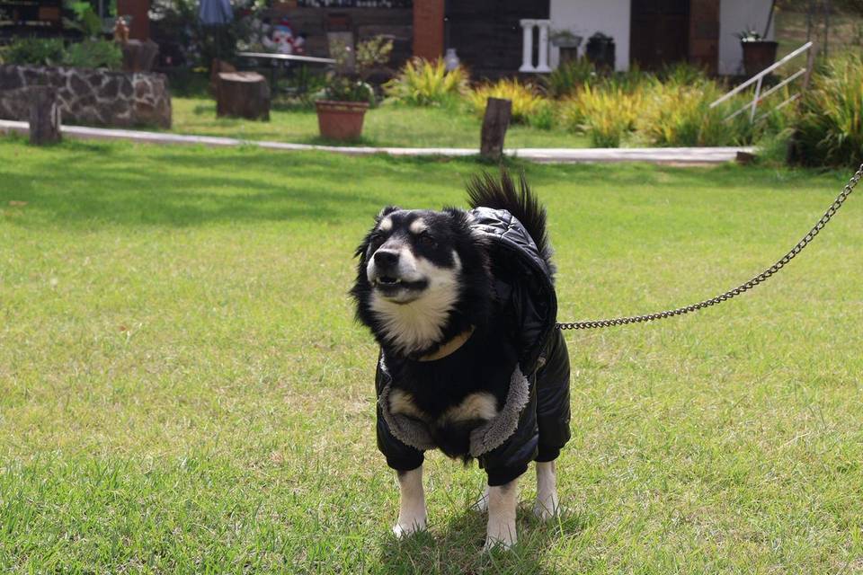 Evento pet
