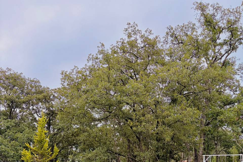 BOSQUE