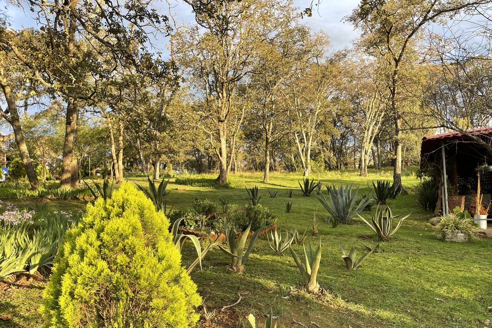 Bosque de encinos