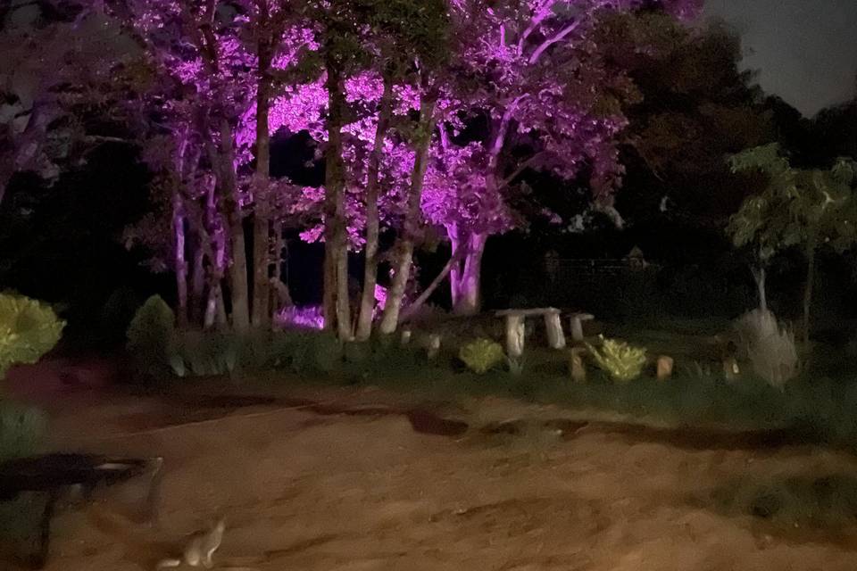 Bosque en la noche