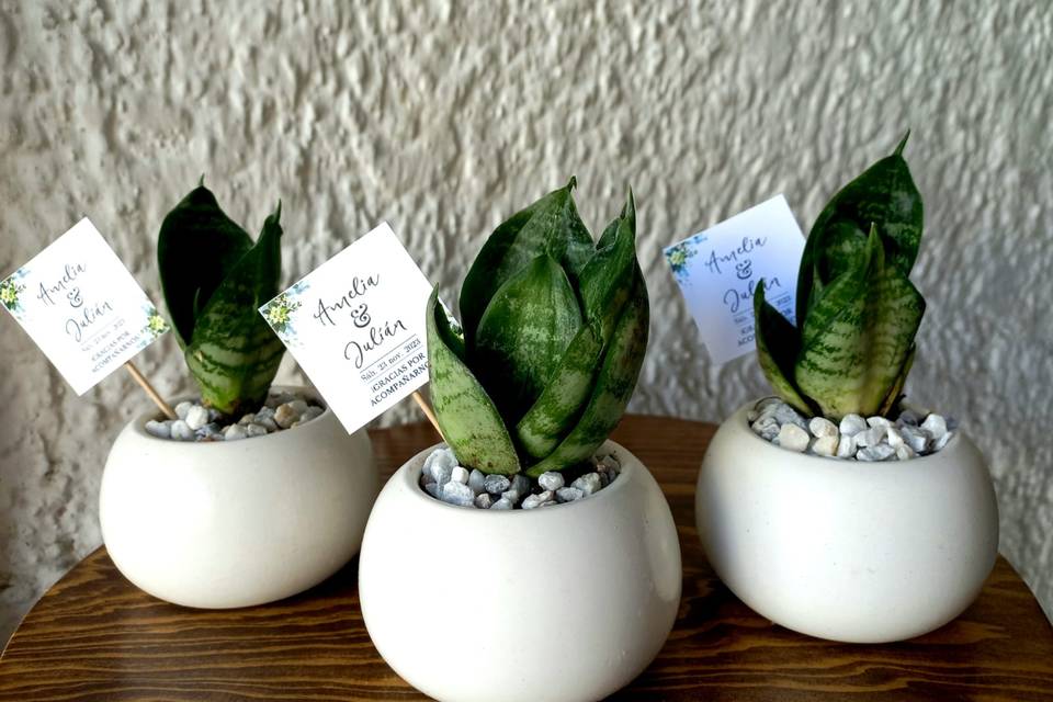 Sansevieria