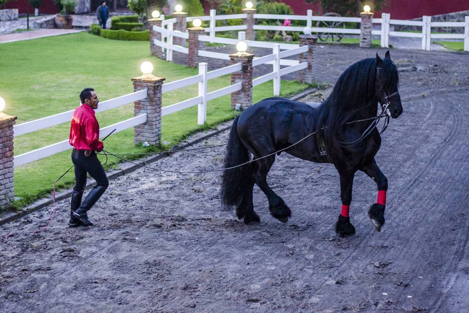 Caballos HR