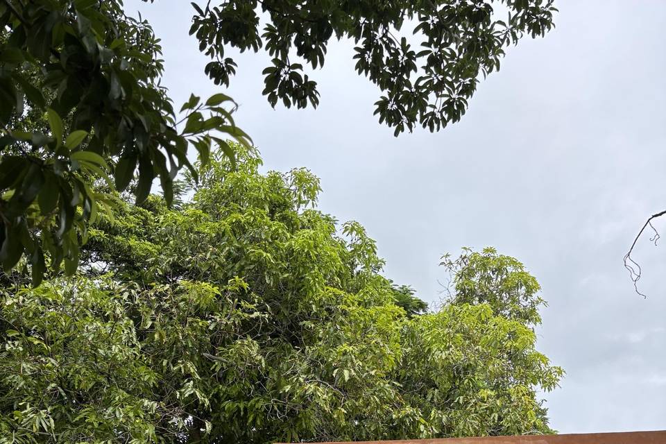 Terraza y jardín posterior