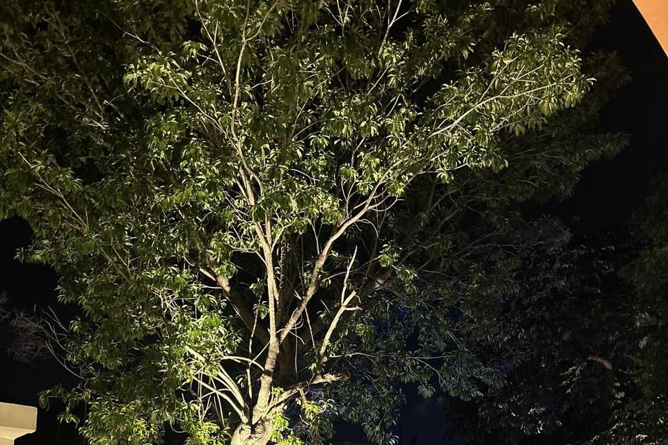 Botánica de noche