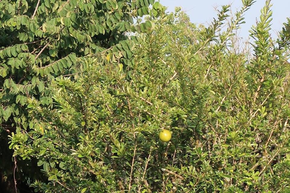 Castillo de Piedras Vivas