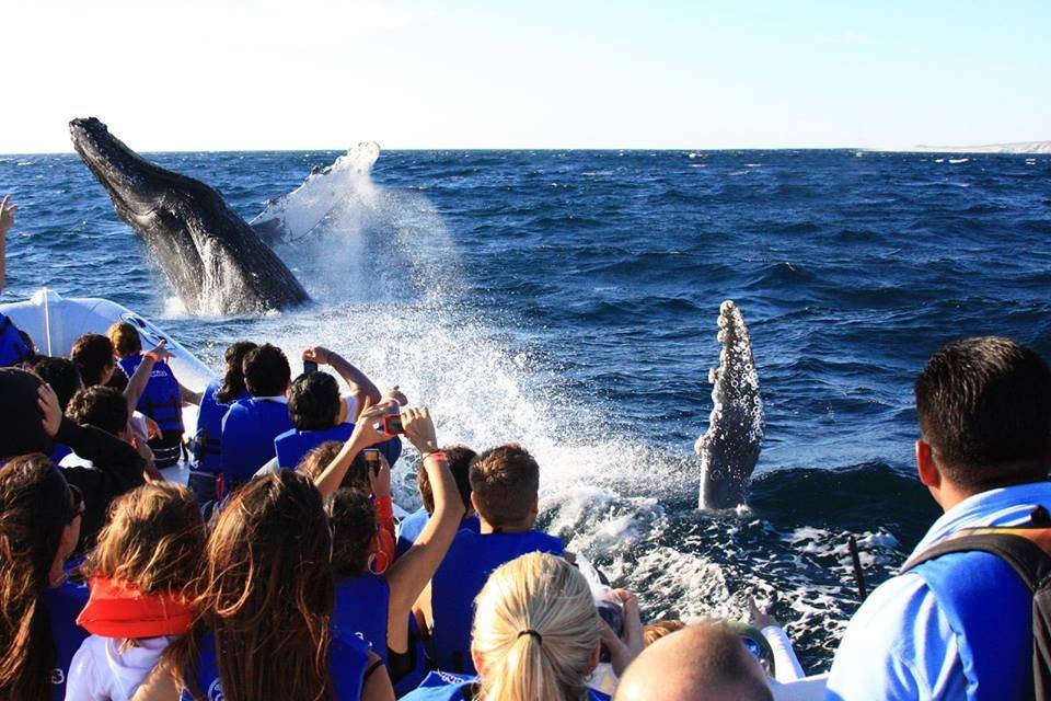 Avistamiento de ballenas