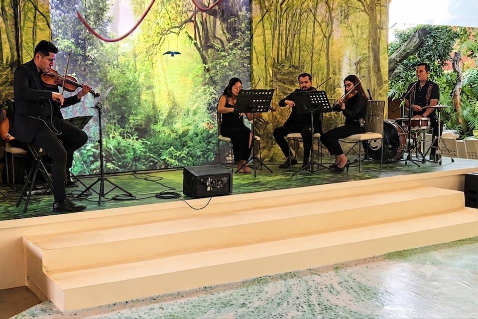 Violin grupo