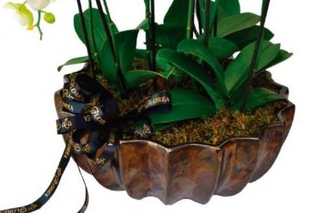 4 macetas de orquideas phal...