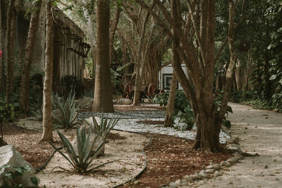 Camino con agaves