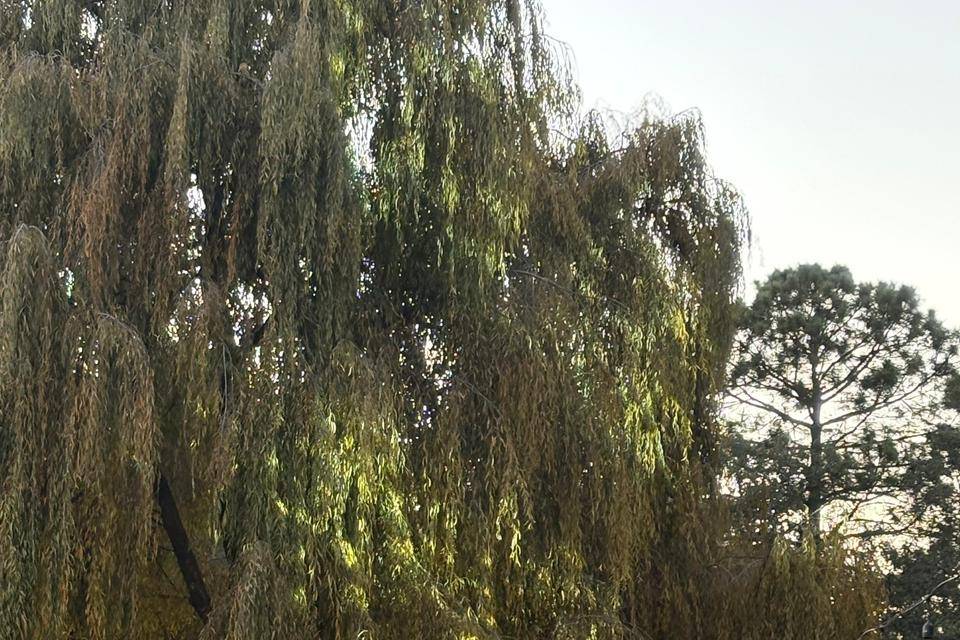 Jardín