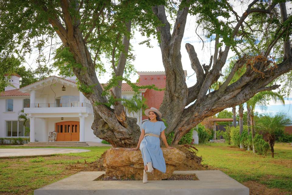 Árbol en jardín para eventos