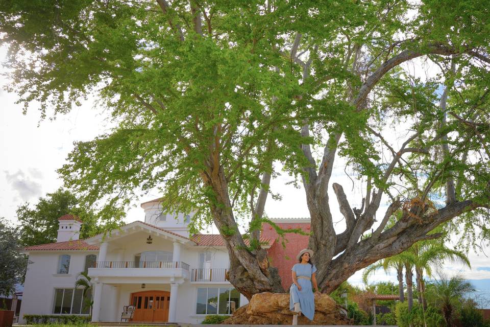 Árbol en jardín