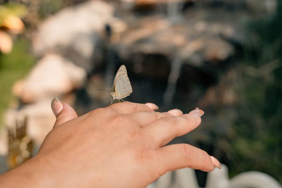 Mariposas seres de luz