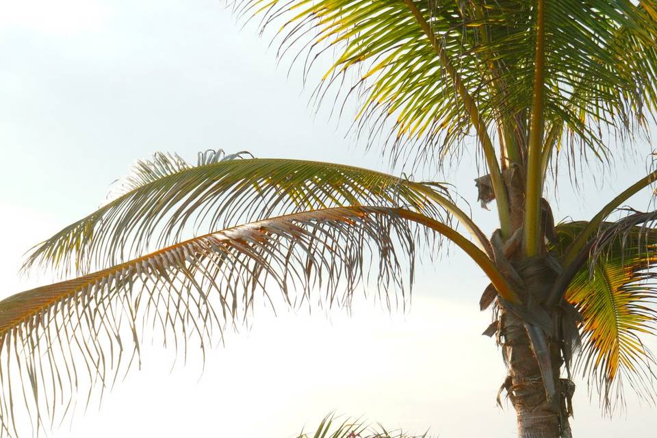 PLAYA