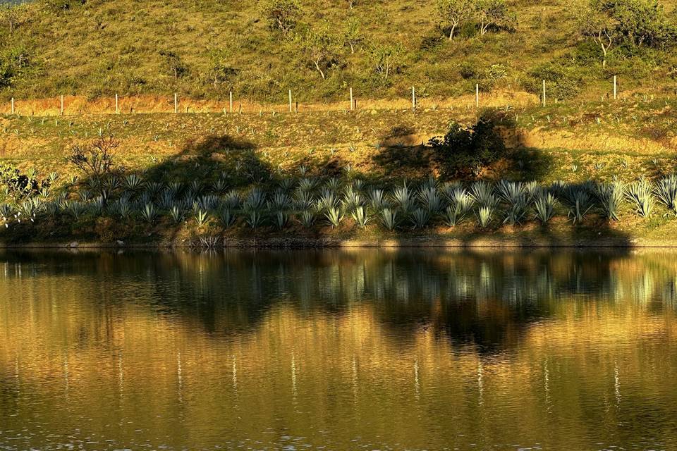 Loma Noble Agave