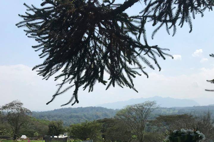 Boda civil en la araucaria