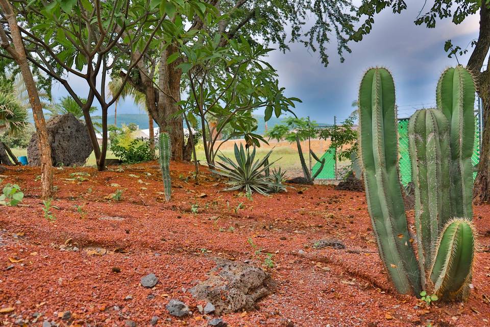 Jardín de cactus