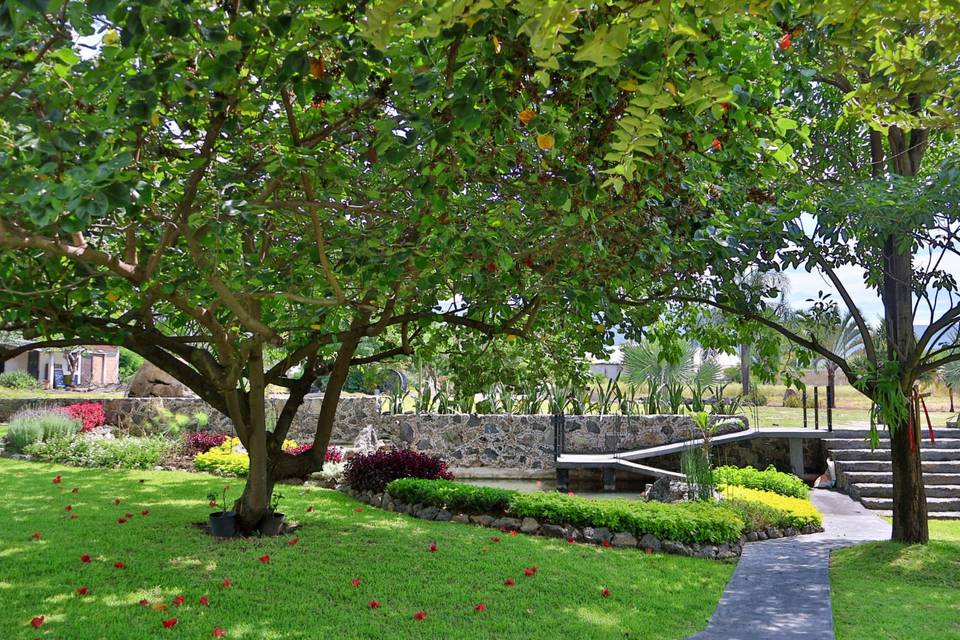 Arboles frondosos
