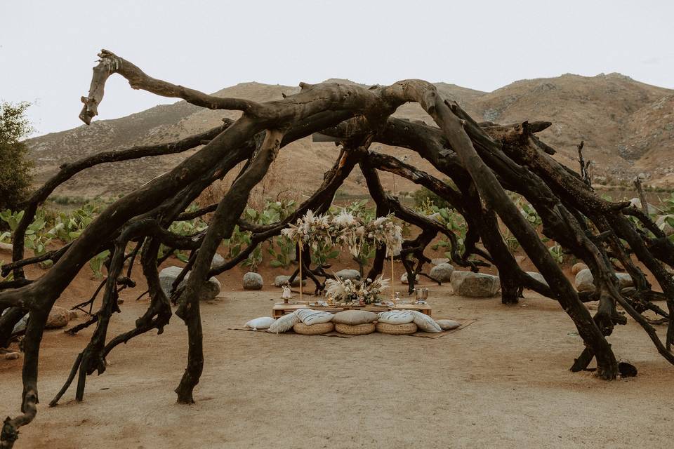 Ramas de árbol en el campo