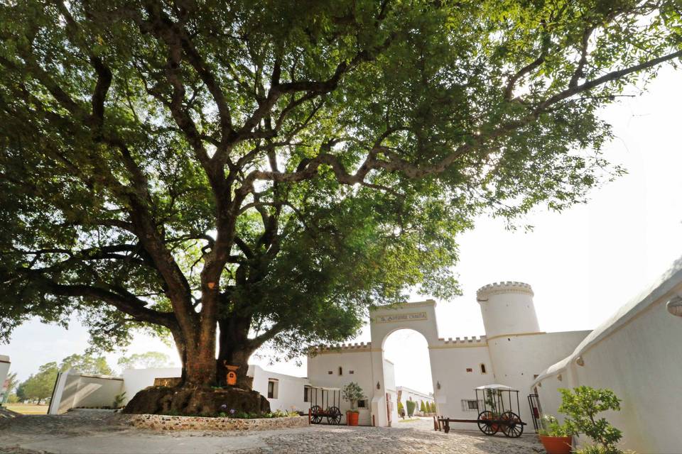 Árbol de los deseos