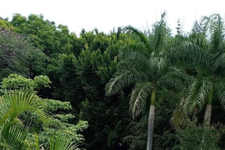 Jardín rodeado de palmeras