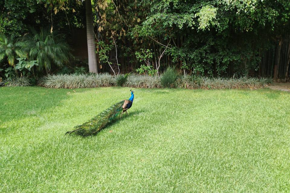 Pavo real