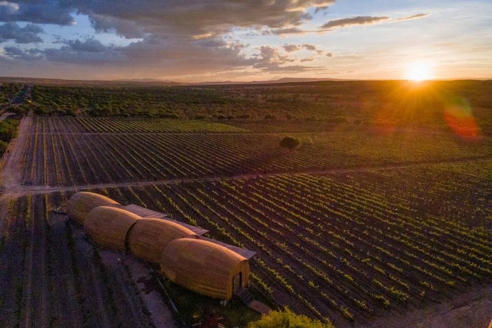 Atardecer en el viñedo