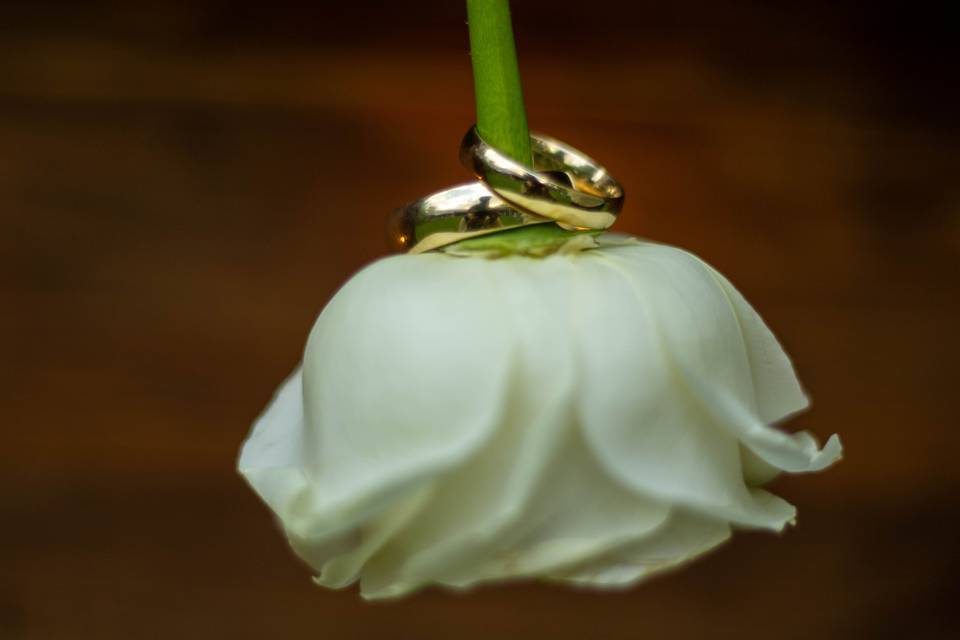 Anillos de boda en rosa blanca
