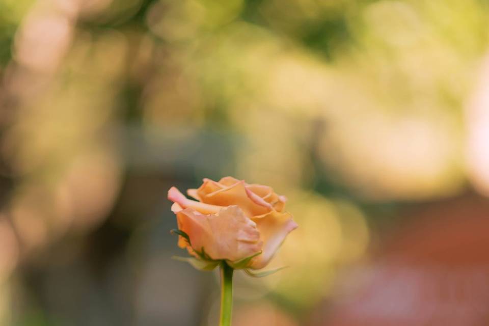 Detalles florales