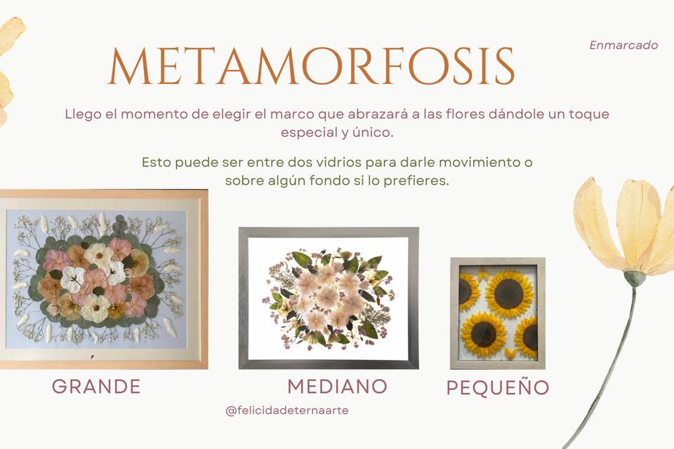 Metamorfosis