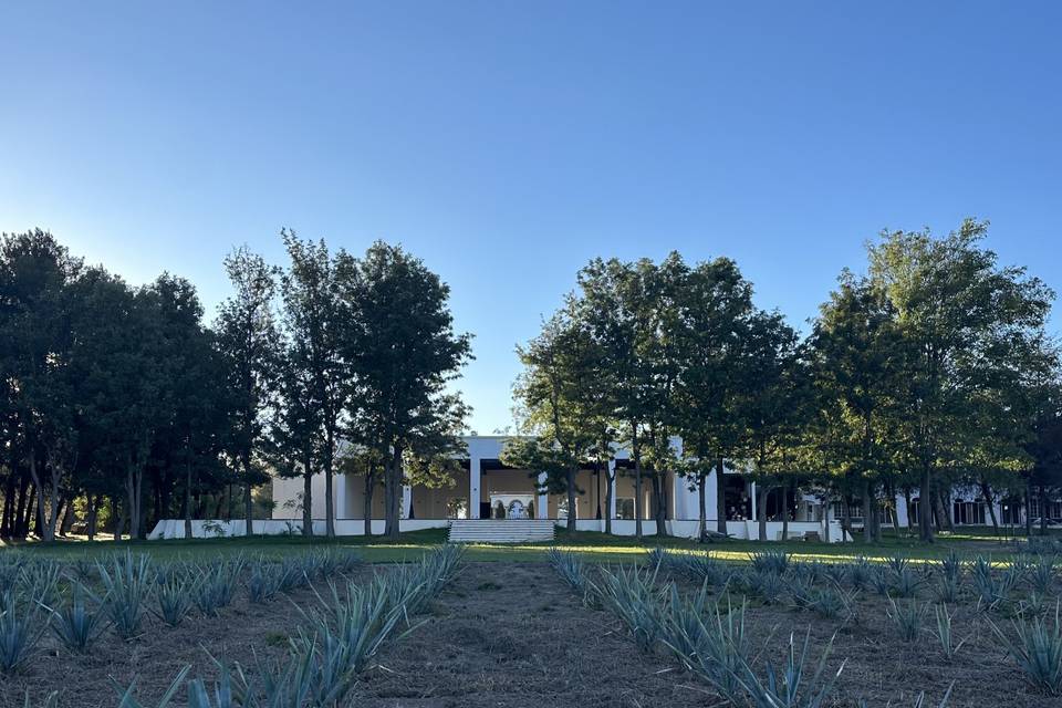 Campo de agaves