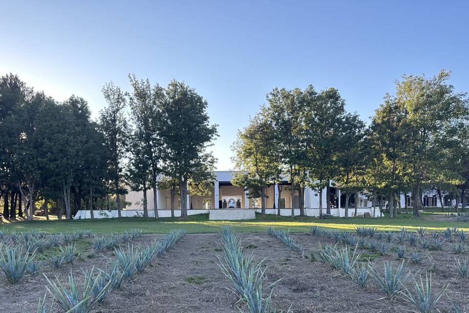 Campo de agaves